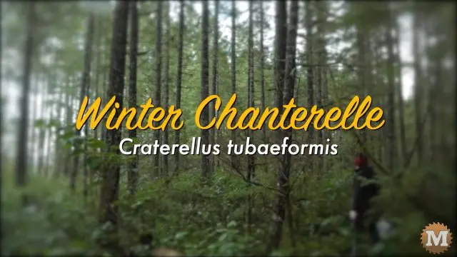 Winter Chanterelle (Craterellus tubaeformis)