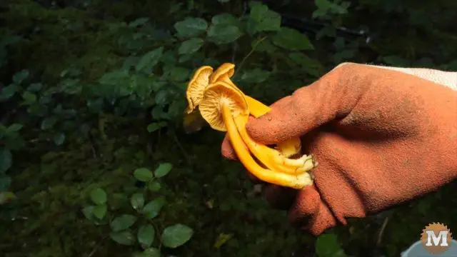 Distinct features of the Winter Chanterelle