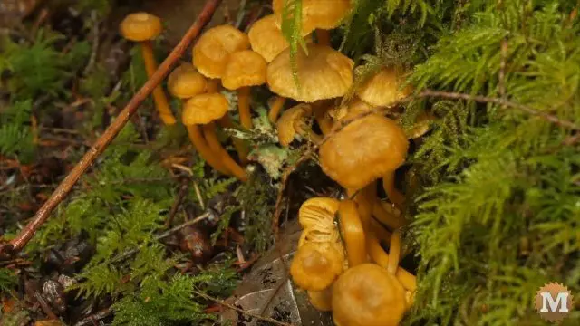 A tight cluster of Winter Chanterelle wild mushrooms