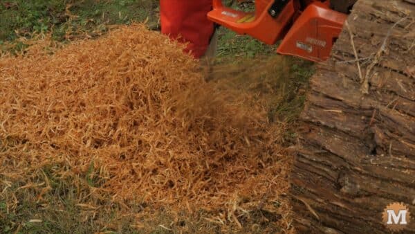 Ribbons of red cedar wood fly off the chainsaw Ribbons of red cedar wood fly off the chainsaw