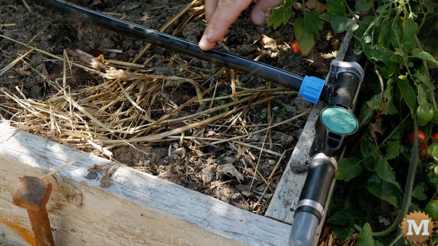 Drip irrigation lines water our garden