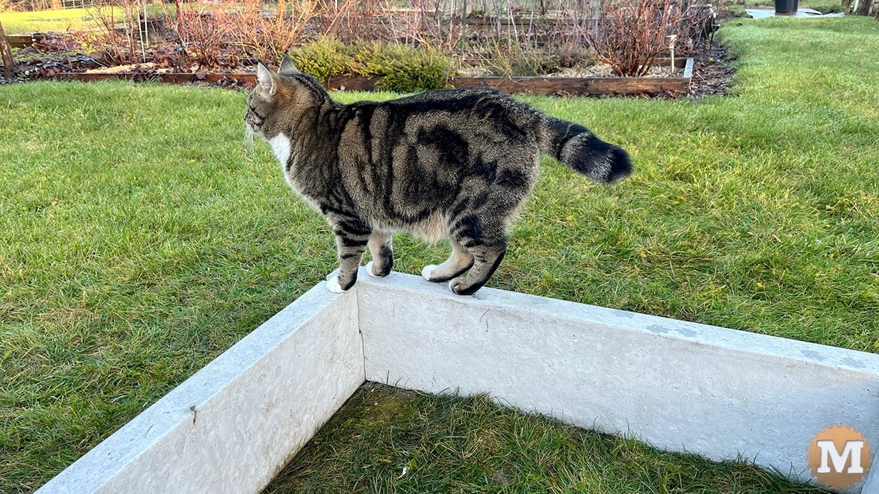 Our cat Macy checking out the new garden bed